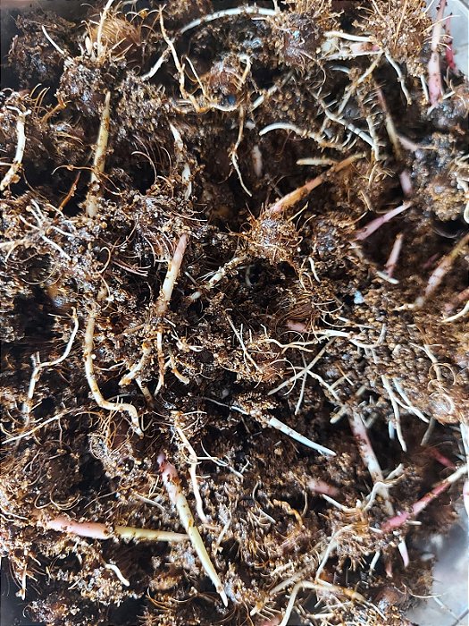 SEMENTES DE AÇAI BRS PARA 11KG PRE GERMINADAS