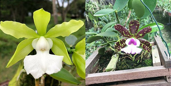 Cattleya Aclandiae Alba x Coerulea