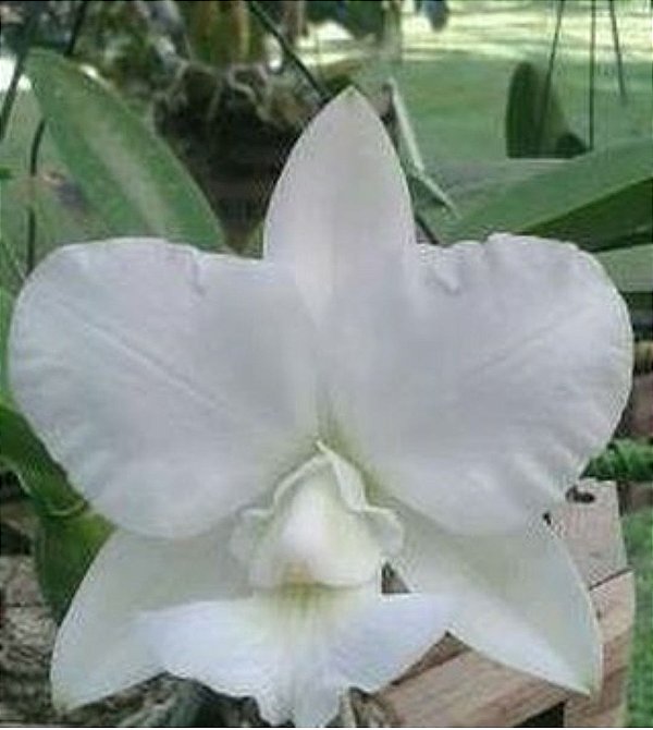 Cattleya Walkeriana Alba "Seio de Minas"