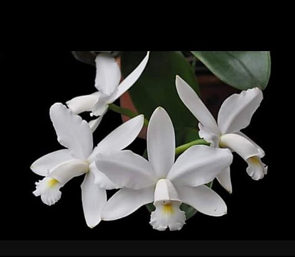 Cattleya Violácea Alba