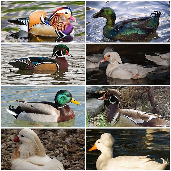 Lote Ovos Mix Marrecos Ornamentais - 12 unidades