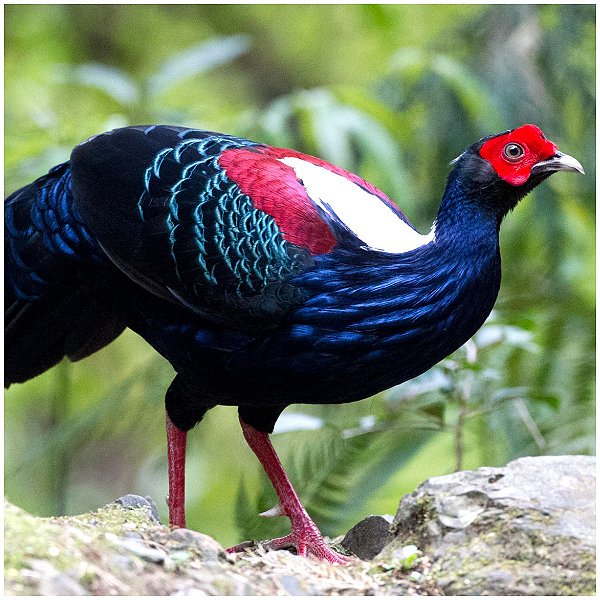 Faisão Swinhoe | Ovos Férteis Galados - unidade