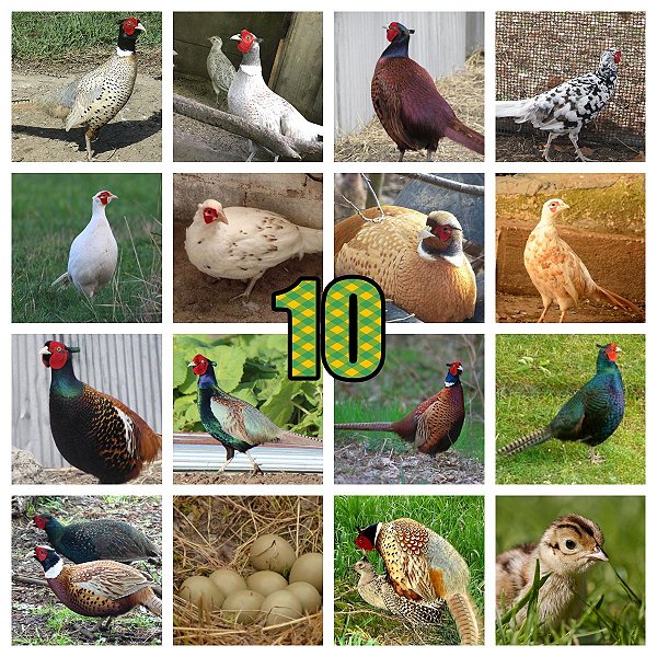 Lote Ovos Mix Faisões Ornamentais - 10 unidades