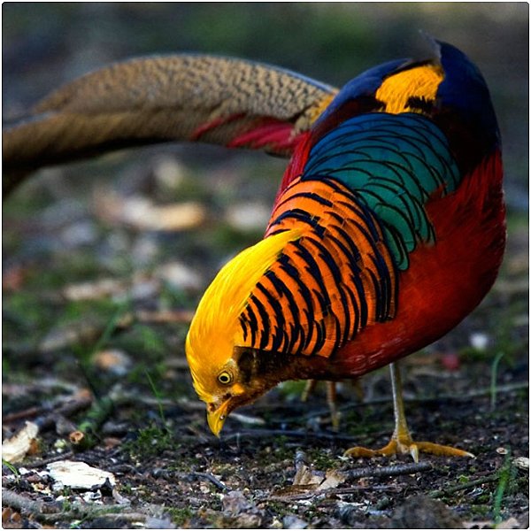 Faisão Dourado | Ovos Férteis Galados - unidade