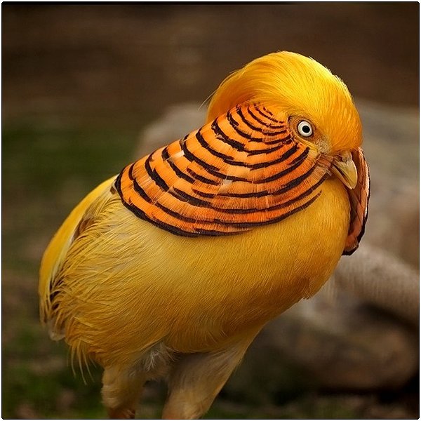 Faisão Canário | Ovos Férteis Galados - unidade