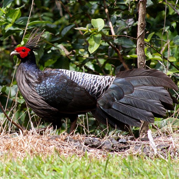 Faisão Nepal | Ovos Férteis Galados - unidade