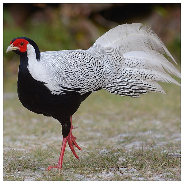 Faisão Prateado | Ovos Férteis Galados - unidade