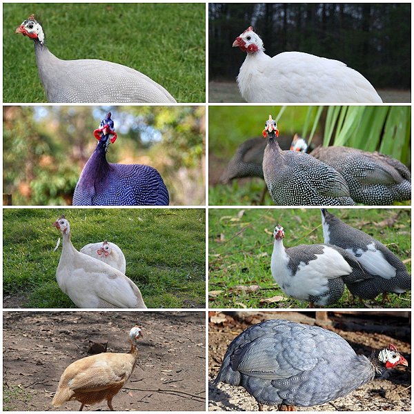 Lote Ovos Mix Guiné Galinha D'Angola Capote Ornamentais - 12 unidades