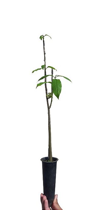 Kit 5 Mudas De Pau D' Alho - Medicinal + Manual De Plantio