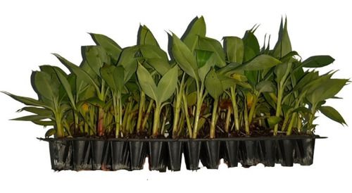 Kit 3 Mudas De Banana Ornamental P/ Vasos + Manual
