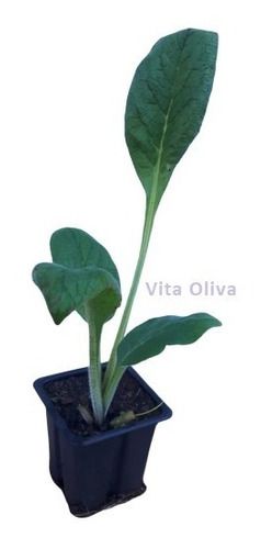 Kit - 25 Mudas Plantas Medicinais Hortaliças Temperos Pancs