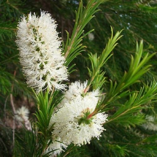 1 Muda De Melaleuca - Orgânica - Planta Medicinal - Tea Tree