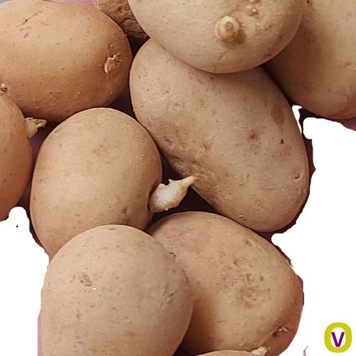 50 Mudas De Batata Inglesa P/ Fritar,  Assar Ou Cozinhar