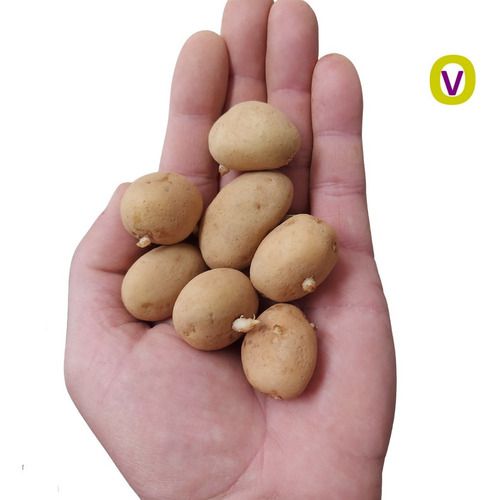 10 Sementes De Batata Inglesa P/ Fritar,  Assar Ou Cozinhar