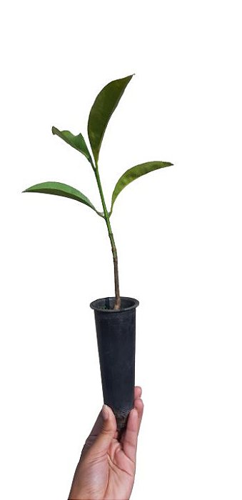 3 Mudas Canela De Sassafrás + 2 Mudas Bacupari  + Manual