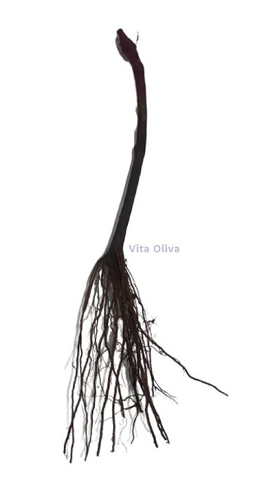 Kit - 2 Mudas De Uva Sem Semente - Brs Isis E Brs Vitória