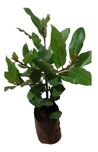 4 Mudas De Louro Tempero Alta Qualidade + Manual De Cultivo