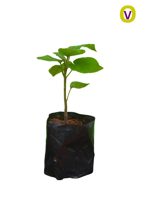 1 Muda Tamarillo + 1 Muda Framboesa - Orgânica + Manual