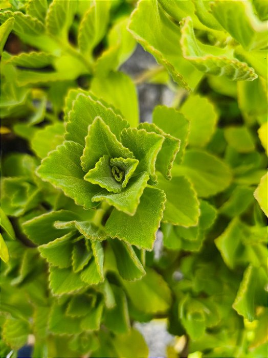 1 Muda De Boldinho/boldo Chinês Orgânica - Planta Medicinal