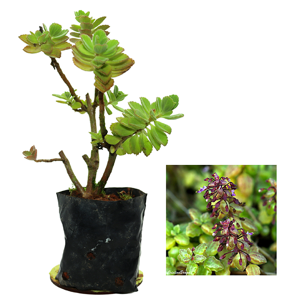 1 Muda De Boldinho/boldo Chinês Orgânica - Planta Medicinal