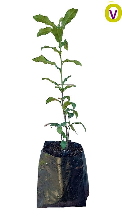 Muda De Espinheira Santa - Orgânica - Alta Qualidade