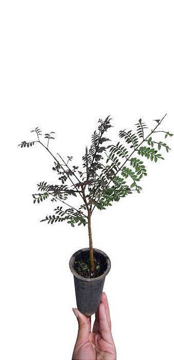 Muda De Jacarandá Mimoso/jacarandá Azul - Alta Qualidade