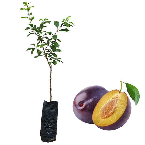 1 Muda De Ameixa Roxa Enxertada  + Manual De Plantio