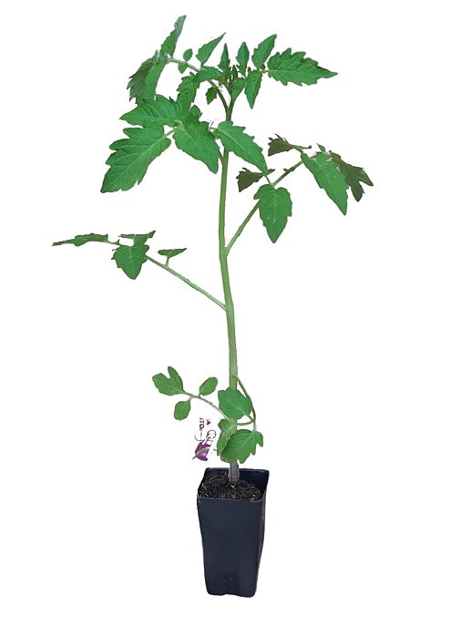 01 Muda De Tomate Cereja Produtiva + Manual De Plantio
