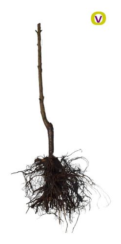 1 Muda De Nectarina Enxertada - Alta Qualidade + Manual