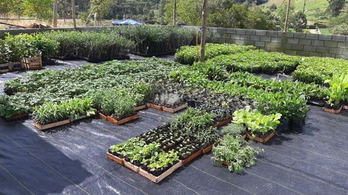 Kit - 45 Mudas Plantas Medicinais Hortaliças Temperos Pancs