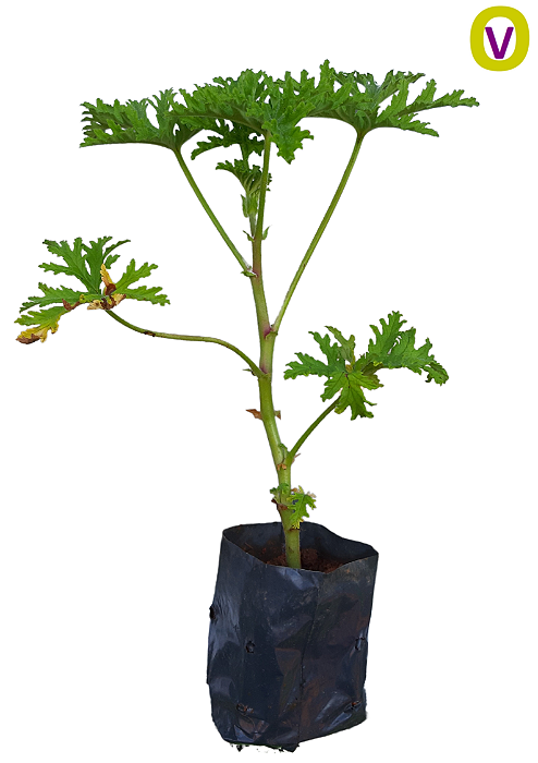 3 Mudas De Malva Cheirosa - Orgânica + Manual De Plantio
