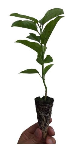 3 Mudas De Maracujá Amarelo Produtiva Suco E Polpa + Manual