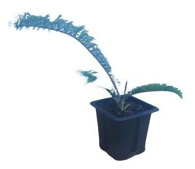 1 Muda De Mil Folhas Planta Medicinal + Manual De Plantio
