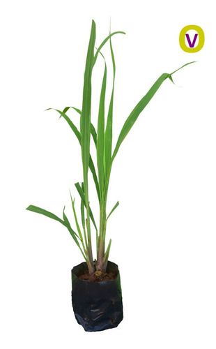 1 Muda De Citronela - Planta Medicinal