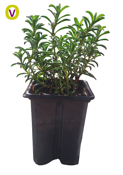 1 Muda De Orégano Libanês/zaatar + Manual De Plantio