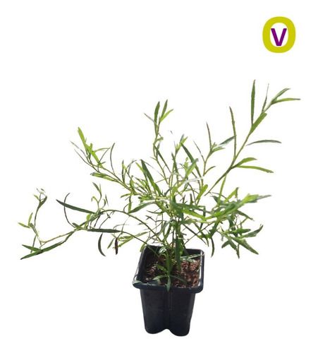1 Muda De Estragão -  Alta Qualidade - Planta Medicinal