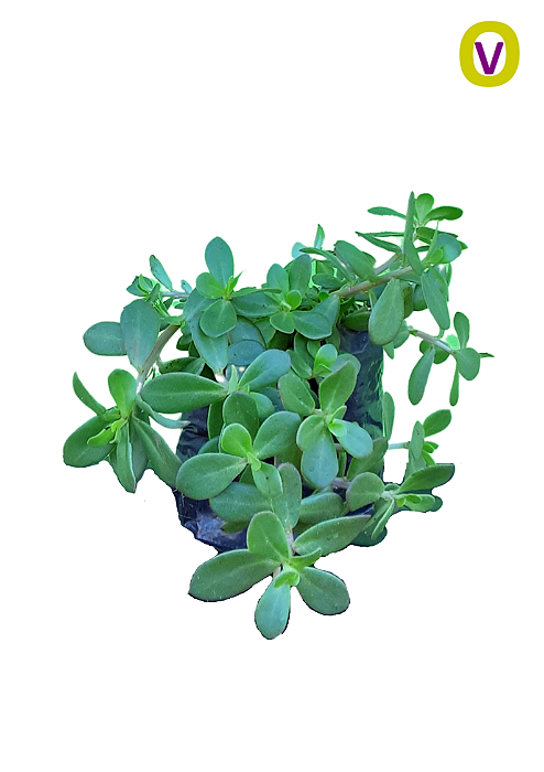 1 Muda De Beldroega Orgânica Panc - Alta Qualidade + Manual