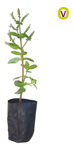 1 Muda De Catinga De Mulata - Macassá + Manual De Plantio