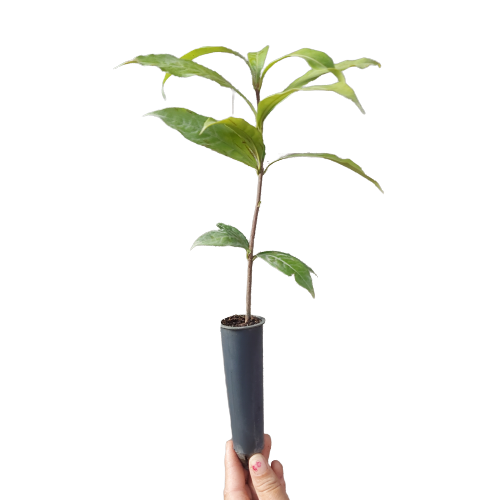 1 Muda De Canela De Sassafrás - Alta Qualidade  + Manual