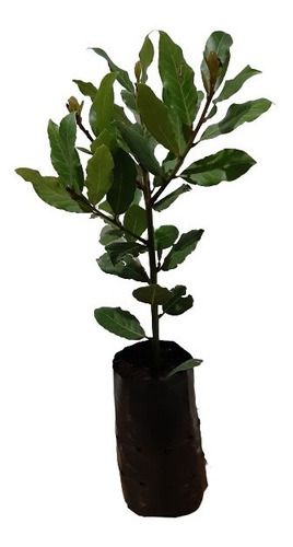 Kit Com 25 Mudas Diversas Cebolinha, Salsinha + 1 Louro