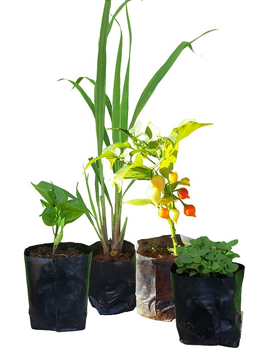 Kit Com 21 Mudas Manjericão, Tomilho, Salsinha, Cebolinha