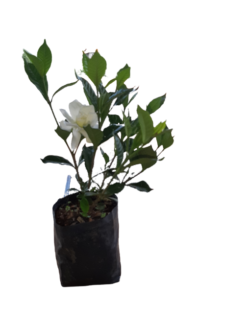 5 Mudas De Mini Jasmim - Ornamental + Manual De Plantio