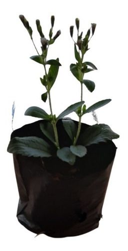 1 Muda De Estévia -  Alta Qualidade - Planta Medicinal