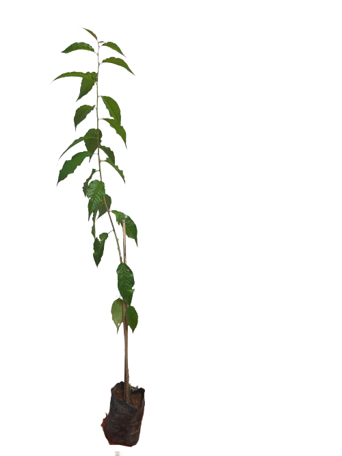 2 Mudas De Cerejeira Sakura - Legítima + Manual De Plantio
