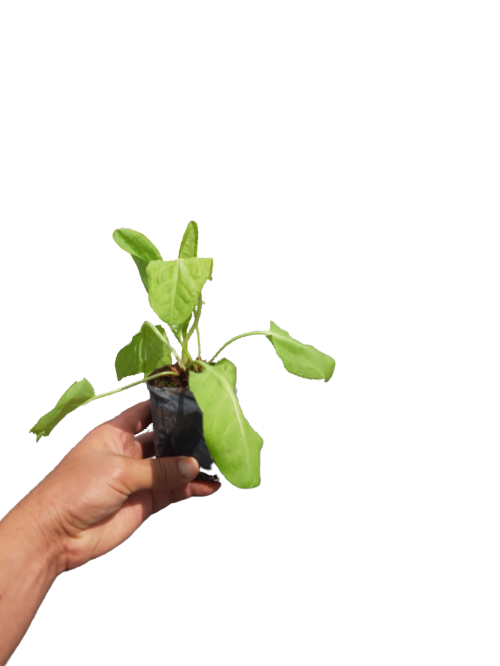 5 Mudas De Azedinha (pancs) - Alta Qualidade + Manual