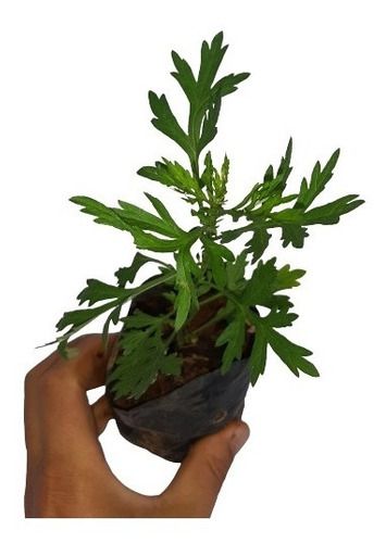 1 Muda De Artemísia  - Alta Qualidade - Planta Medicinal