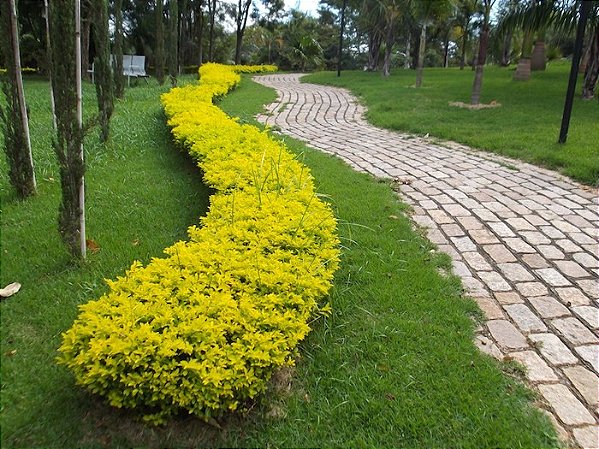 6 Mudas De Pingo De Ouro + Manual - Fecha 2 Metros