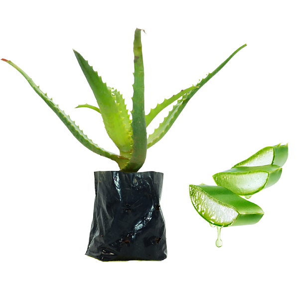 1 Muda De Babosa - Planta Medicinal + Manual De Plantio