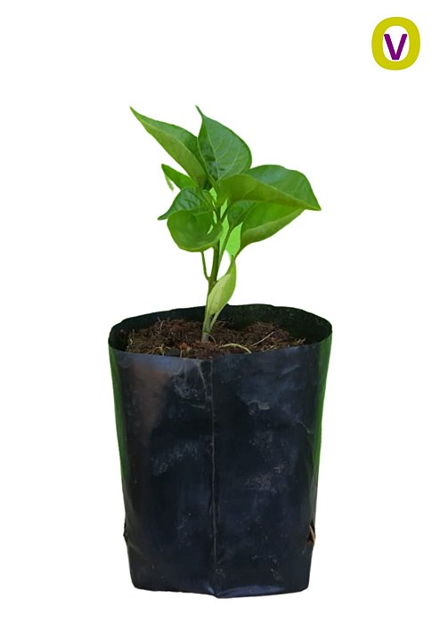 1 Muda De Pimenta Malagueta - Alta Qualidade + Manual