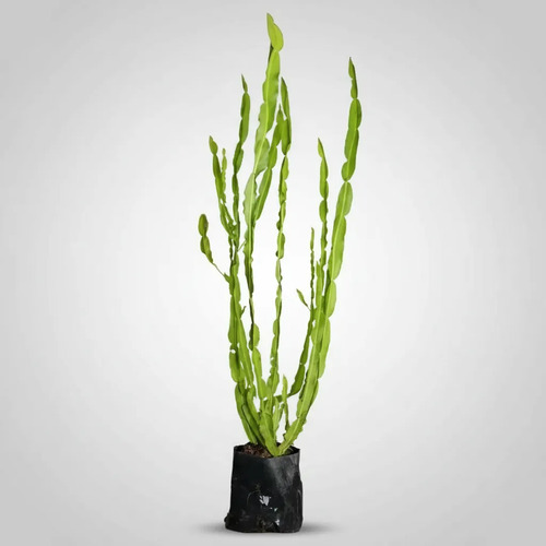 4 Mudas De Plantas Medicinais ( Escolha após compra) + Manual!